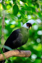 White-crested turaco, Tauraco leucolophus, perching