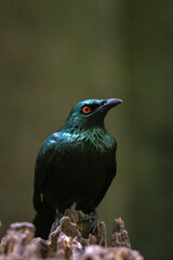 Closeup of a metallic starling, Aplonis metallica or shining starling, bird