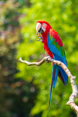 red-and-green macaw or green-winged macaw, Ara chloropterus,