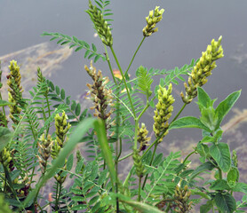 In nature, astragalus cicer grows among herbs