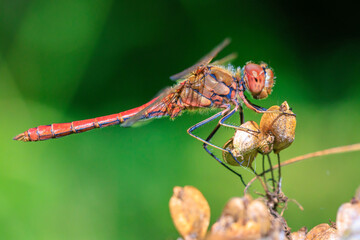 Vagrant darter male Sympetrum vulgatum