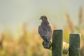 Kestrel falco tinnunculus female closeup