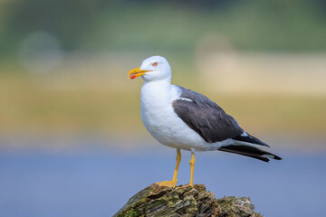 Lesser black-backed gull, Larus fuscus, perched