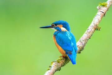 Close up of a Kingfisher, Alcedo Atthis, fishing