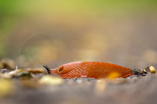 Large european red slug, Arion Rufus, crawling in nature