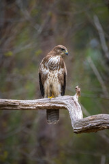 Common buzzard, Buteo Buteo, bird of prey perched