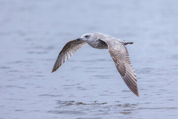 Closeup of a herring gull, Larus argentatus, flying above water
