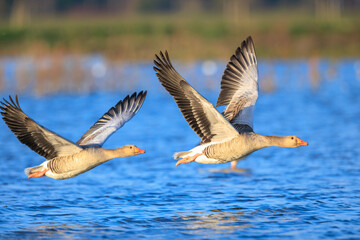 Greylag goose, Anser Anser, in flight migrating above a lake