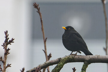 Eine Amsel auf dem Baum 