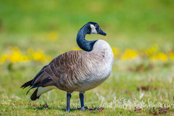 Canadian goose Branta canadensis in a meadow