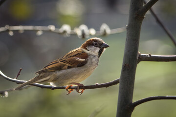 Spatz aus der Nähe 