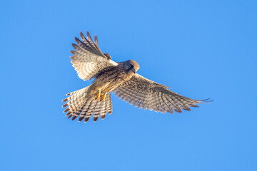 Kestrel falco tinnunculus female hunting closeup