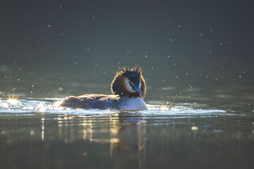 Great crested grebe Podiceps cristatus mating during Springtime