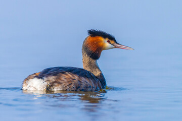 Great crested grebe Podiceps cristatus mating during Springtime