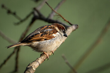 Ein Spatz in der Sonne 