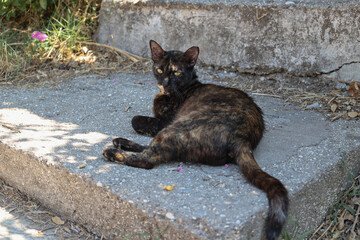 A Tortoiseshell Cat Lazing on a Concrete Step, hiding from harsh sunlight.
