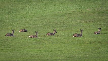 Rehe auf der Wiese 