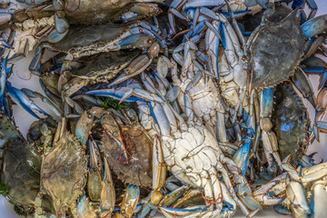 Top-down view many callinectes sapidus blue crabs - These crabs, native to the american atlantic coasts, are invading the world, causing countless issues such as preying on clams