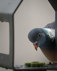 Taube schaut ins Futterhaus 