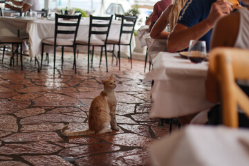 A ginger cat at the restaurant, waiting under tables to be fed by people.