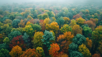 A drone captures the changing seasons in a lush forest