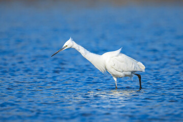 Little Egret, Egretta garzetta, fishing
