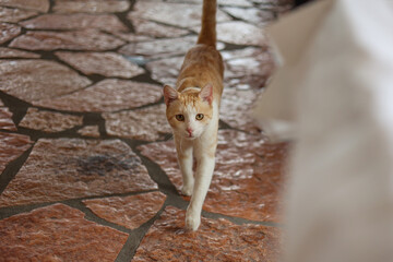 A ginger cat, walking and looking straight into the camera.