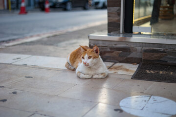 A ginger homeless cat laying on tiles outside. 
Albanian streets.