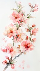 Watercolor illustration of a branch of a blossoming peach on a white background, spring flowers