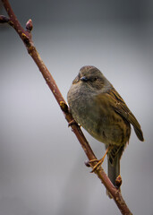 Ein kleiner Piepmatz 