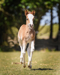 Little Welsh A foal with big markings galloping through meadow