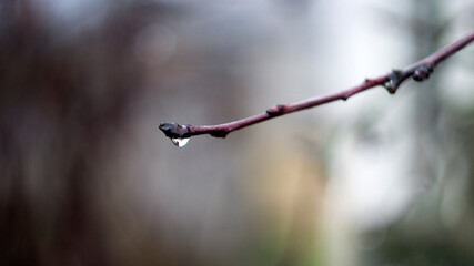 raindrops on tree branches, changing seasons, spring