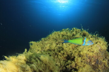 Fototapeta premium brightly coloured fish, predominantly green, swim above the reef of green and yellow algae on a sunny day under the sea