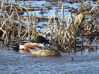 Northern Shoveler ducks enjoying a beautiful spring day at the Bombay Hook National Wildlife Refuge, Kent County, Delaware.