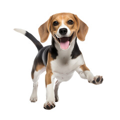 Beagle dog in full body, running and playing happily, Isolated on Transparent Background, PNG - obrazy, fototapety, plakaty