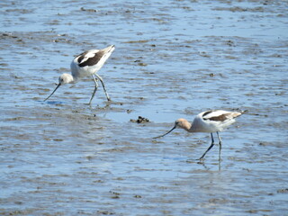 American avocets walking through the mud at low tide, in search of aquatic invertebrates to eat. Bombay Hook National Wildlife Refuge, Kent County, Delaware.