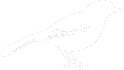 Fototapeta premium mockingbird outline