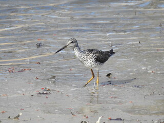 A greater yellowlegs standing in the shallow water, along the wetland shores of the Bombay Hook National Wildlife Refuge, Kent County, Delaware.