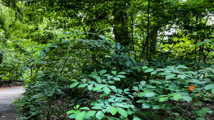 Walking through the lush greenery of Central Park which is a public urban park located in the metropolitan borough of Manhattan, New York City (USA).