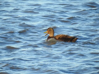 Female, American black duck, quacking while swimming in the wetland waters of the Bombay Hook National Wildlife Refuge, Kent County, Delaware.