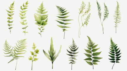 Elements set collection of green forest fern, tropical green eucalyptus greenery art foliage natural leaves herbs in watercolor style. Decorative beauty elegant illustration