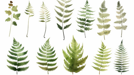 Elements set collection of green forest fern, tropical green eucalyptus greenery art foliage natural leaves herbs in watercolor style. Decorative beauty elegant illustration