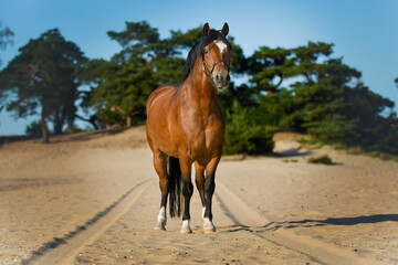 Welsh Cob pony in the dunes between car tracks in the sand