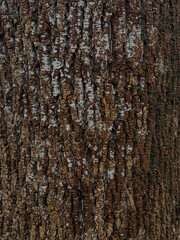 Obraz premium textured tree bark
