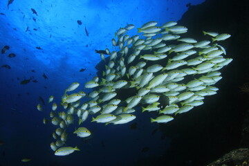 Fototapeta na wymiar Shoals of fish move together, in their marine environment under the sea.