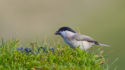 Poecile palustris aka marsh tit or similar Poecile montanus. Seeds in the beak. Common bird in Czech republic nature. Bird feeding in winter.