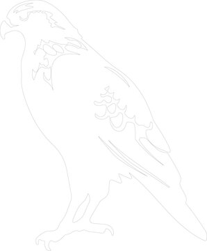 red-tailed hawk outline
