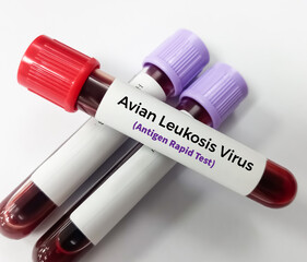 Blood sample for ALV (Avian Leukosis Virus) ab test, RIF, COFAL, ALV Ab Test, to diagnosis of...