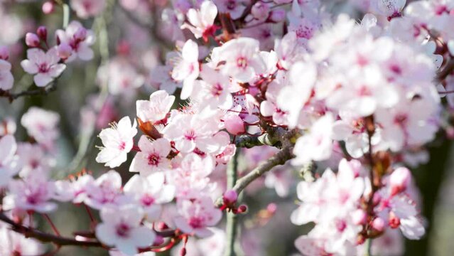 A cascade of almond blossoms immersed in sunlight, with their pink centers standing out amidst the soft white petals.