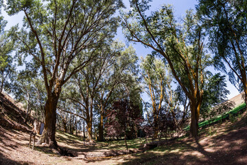 Forest at the source of the river Pinilla